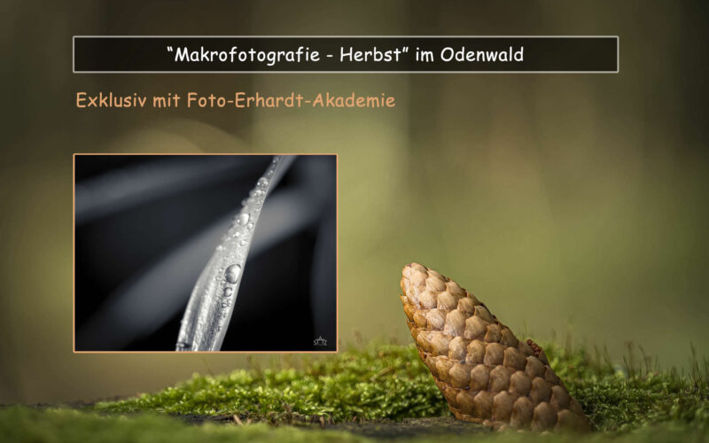 Foto-Erhardt-Special „Makrofotografie im Herbst“ 1 Tag im Odenwald